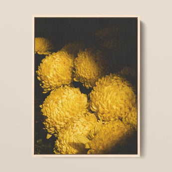 Field of Dreams - Vietnam Chrysanthemums Art Print / Canvas, 12x16’’ / 31x41cm / Natural Frame, Posters Prints & Visual Artwork, Toby Leon