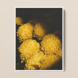 Field of Dreams - Vietnam Chrysanthemums Art Print / Canvas, 12x16’’ / 31x41cm / White Frame, Posters Prints & Visual Artwork, Toby Leon