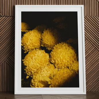 Field of Dreams - Vietnam Chrysanthemums Art Print / Canvas Framed Photograph Vibrant Yellow Chrysanthemums Dense Layered Petals Vietnam’s
