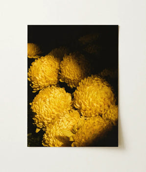 Rectangular Art Print Cluster Vibrant Golden-yellow Chrysanthemums Deep Vietnam’s Floral Legacy, Chiaroscuro Drama