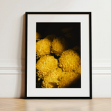 Field of Dreams - Vietnam Chrysanthemums Art Print / Canvas, Vietnam’s Floral Legacy, Chrysanthemums Art Print, Chiaroscuro Drama