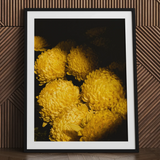 Field of Dreams - Vietnam Chrysanthemums Art Print / Canvas, Vietnam’s Floral Legacy, Chrysanthemums Art Print, Chiaroscuro Drama