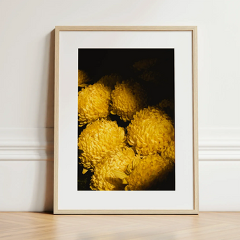 Field of Dreams - Vietnam Chrysanthemums Art Print / Canvas, Vietnam’s Floral Legacy, Chrysanthemums Art Print, Chiaroscuro Drama