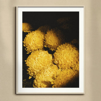 Field of Dreams - Vietnam Chrysanthemums Art Print, Yellow Chrysanthemum Blooms Ruffled Petals