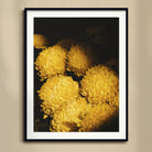 Field of Dreams - Vietnam Chrysanthemums Art Print