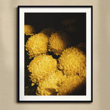 Field of Dreams - Vietnam Chrysanthemums Art Print, Yellow Chrysanthemum Flowers Layered Ruffled Petals