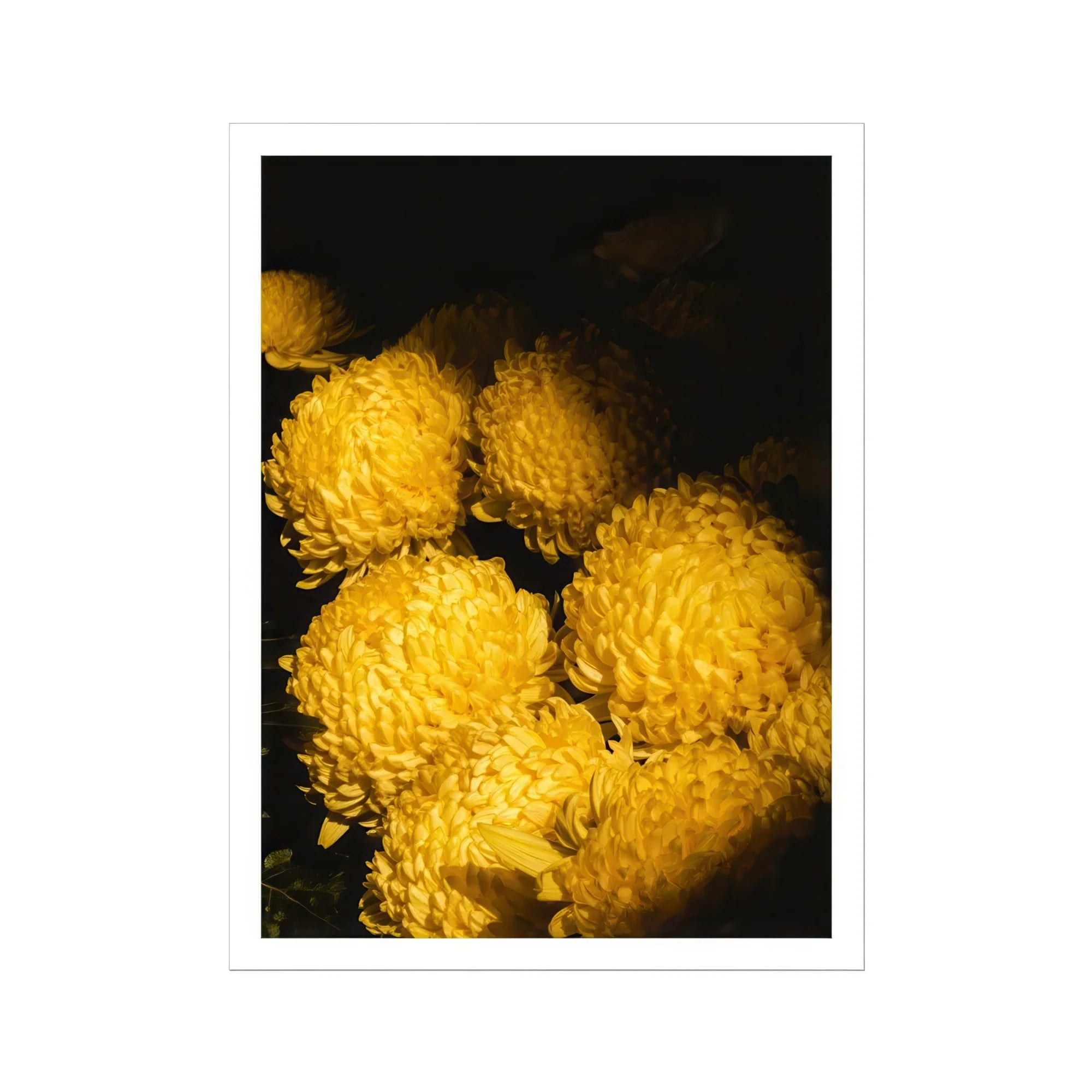 Field of Dreams - Vietnam Chrysanthemums Art Print, Yellow Chrysanthemum Flowers Ruffled Petals