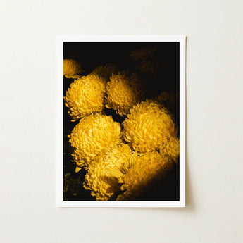 Field of Dreams - Vietnam Chrysanthemums Art Print / Canvas Framed Photograph Vibrant Yellow Dense Layered Petals Vietnam’s Floral Legacy,