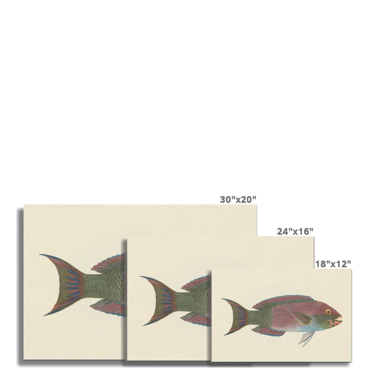 The Fish By Luigi Balugani Fine Art Print - Posters Prints & Visual Artwork - Aesthetic Art