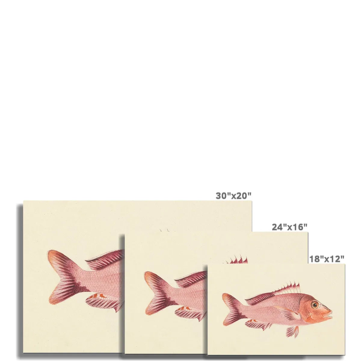 That Fish By Luigi Balugani Fine Art Print - Posters Prints & Visual Artwork - Aesthetic Art