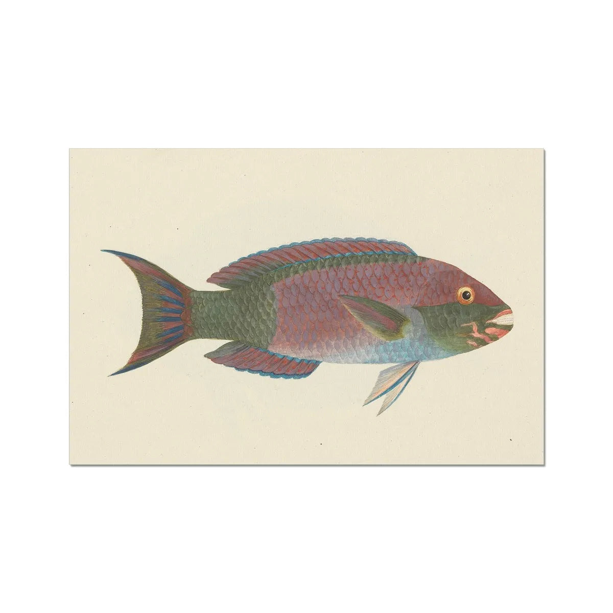 The Fish - Luigi Balugani Fine Art Print - 24’x16’ - Posters Prints & Visual Artwork - Aesthetic Art
