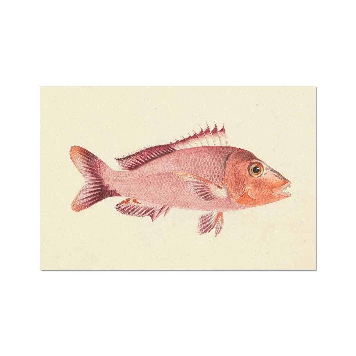 That Fish - Luigi Balugani Fine Art Print - 24’x16’ - Posters Prints & Visual Artwork - Aesthetic Art