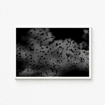 Black-and-white Framed Art Flock Birds Flight Dark Textured White Print, Gray Canopy, Surge