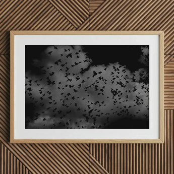 Flock of Birds at Dusk - Black & White Art Print / Canvas Framed Black White Photograph Flock Birds Cloudy Sky Art Print, Gray Canopy, Surge