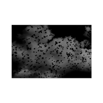 Flock of Birds at Dusk - Black & White Art Print, Flock Birds Cloudy Dark Sky