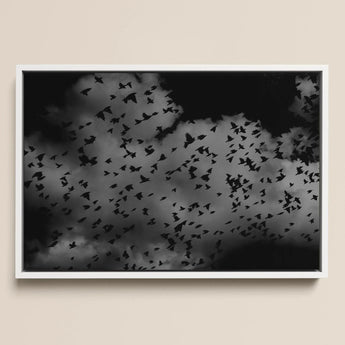 Flock of Birds at Dusk - Black and White Framed Canvas, 18x12’’ / 46x31cm / Floating Frame, Framed Black White Photograph Flock Birds