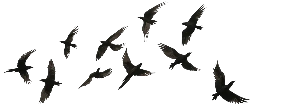 Dark birds flock in the sky with stylish art iPhone cases on display