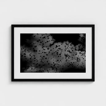 Flock of Birds at Dusk - Black & White Art Print / Canvas, Gray Canopy, Surge Prints