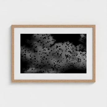 Flock of Birds at Dusk - Black & White Art Print / Canvas, Gray Canopy, Surge Prints