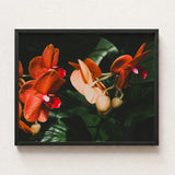 Framed Photograph Vibrant Orange Pink Orchids Lush Green Phalaenopsis Orchid Fine Art Print, Southeast Asian Floriculture, Sultry Allure