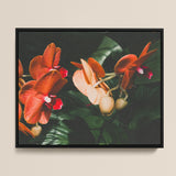 Framed Photograph Vibrant Orange Pink Orchids Lush Green Phalaenopsis Orchid Fine Art Print, Southeast Asian Floriculture, Sultry Allure