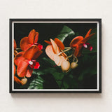 Framed Photograph Vibrant Orange Pink Orchids Lush Green Phalaenopsis Orchid Fine Art Print, Southeast Asian Floriculture, Sultry Allure