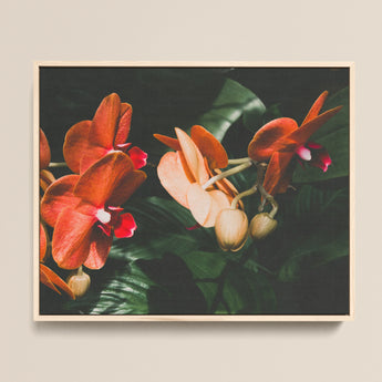 Framed Photograph Vibrant Orange Pink Orchids Lush Green Phalaenopsis Orchid Fine Art Print, Southeast Asian Floriculture, Sultry Allure