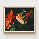 Framed Photograph Vibrant Orange Pink Orchids Lush Green Phalaenopsis Orchid Fine Art Print, Southeast Asian Floriculture, Sultry Allure