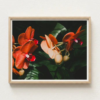 Framed Photograph Vibrant Orange Pink Orchids Lush Green Phalaenopsis Orchid Fine Art Print, Southeast Asian Floriculture, Sultry Allure
