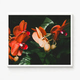 Framed Photograph Vibrant Orange Peach Orchids Deep Green Phalaenopsis Orchid Fine Art Print, Southeast Asian Floriculture, Sultry Allure
