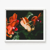 Framed Photograph Vibrant Orange Red Orchids Delicate Petals Phalaenopsis Orchid Fine Art Print, Southeast Asian Floriculture, Sultry Allure