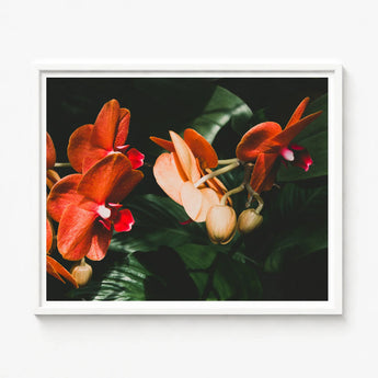 Framed Photograph Vibrant Orange Red Orchids Delicate Petals Phalaenopsis Orchid Fine Art Print, Southeast Asian Floriculture, Sultry Allure