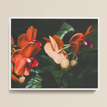 Framed Photograph Vibrant Orange Pink Orchids Lush Green Phalaenopsis Orchid Fine Art Print, Southeast Asian Floriculture, Sultry Allure