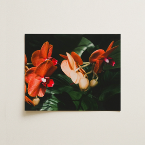 Floral Coral - Phalaenopsis Orchid Flower Art Print / Canvas, 14x11’’ / 36x28cm / Unframed / no Border, Posters Prints & Visual Artwork,