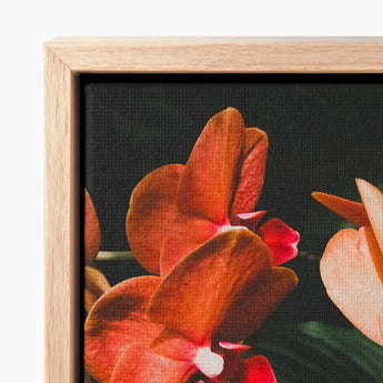 Framed Canvas Print Vibrant Orange Red Orchids Dark Phalaenopsis Orchid Fine Art, Southeast Asian Floriculture, Sultry Allure