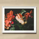 Floral Coral - Phalaenopsis Orchid Flower Art Print, Framed Photograph Vibrant Orange Orchids Dark Green Foliage