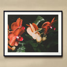 Floral Coral - Phalaenopsis Orchid Flower Art Print