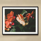 Floral Coral - Phalaenopsis Orchid Flower Art Print, Framed Photograph Vibrant Orange White Orchid Blooms