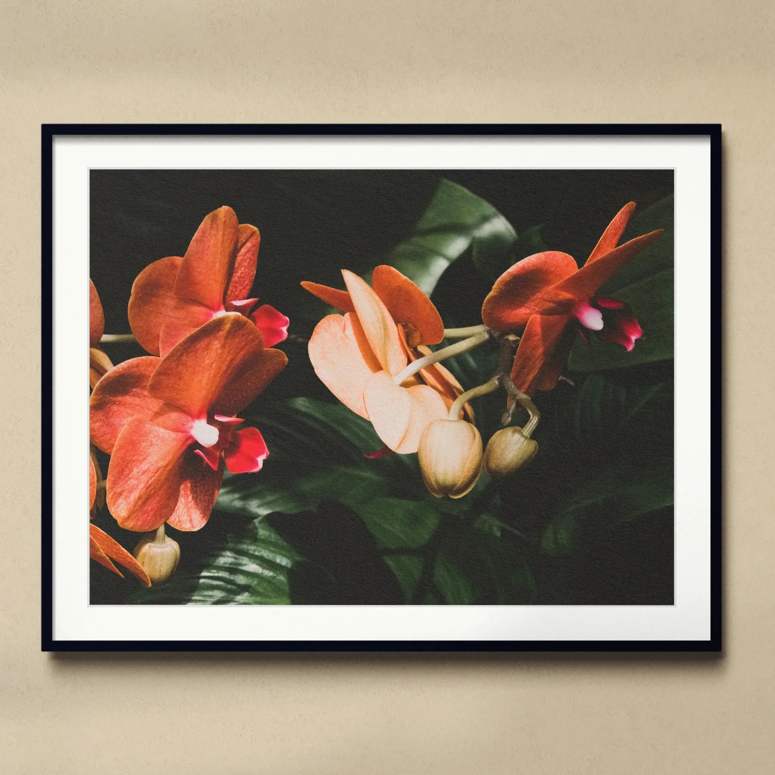 Floral Coral - Phalaenopsis Orchid Flower Art Print