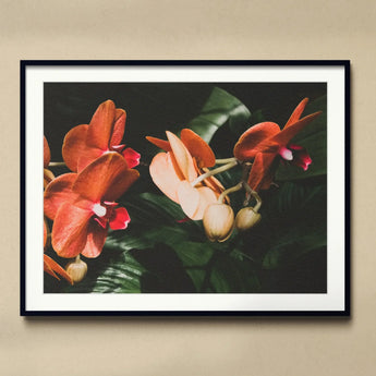 Floral Coral - Phalaenopsis Orchid Flower Art Print, Framed Photograph Vibrant Orange White Orchid Blooms