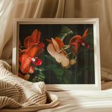 Floral Coral - Phalaenopsis Orchid Flower Art Print, Framed Photograph Vibrant Red Peach-colored Orchids Dark Green