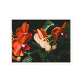 Floral Coral - Phalaenopsis Orchid Flower Art Print, Vibrant Orange Orchid Flowers Dark Green Leaves