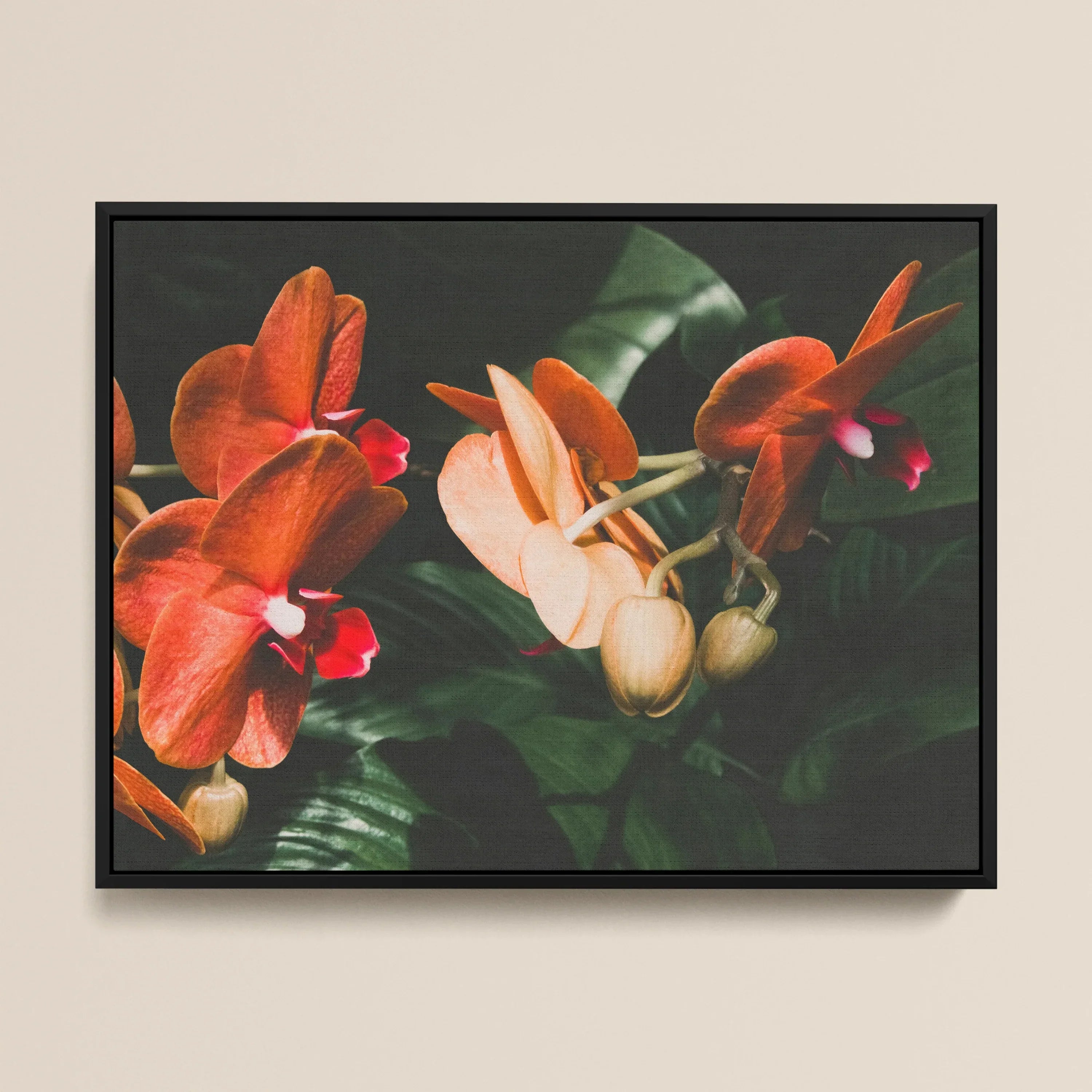 Floral Coral - Phalaenopsis Orchid Framed Canvas, Framed Photograph Vibrant Orange Pink Orchid Flowers Green