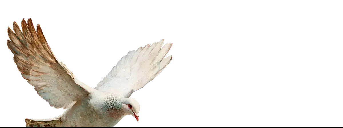 Flying white dove on art iPhone cases showcasing elegance and sky-inspired design