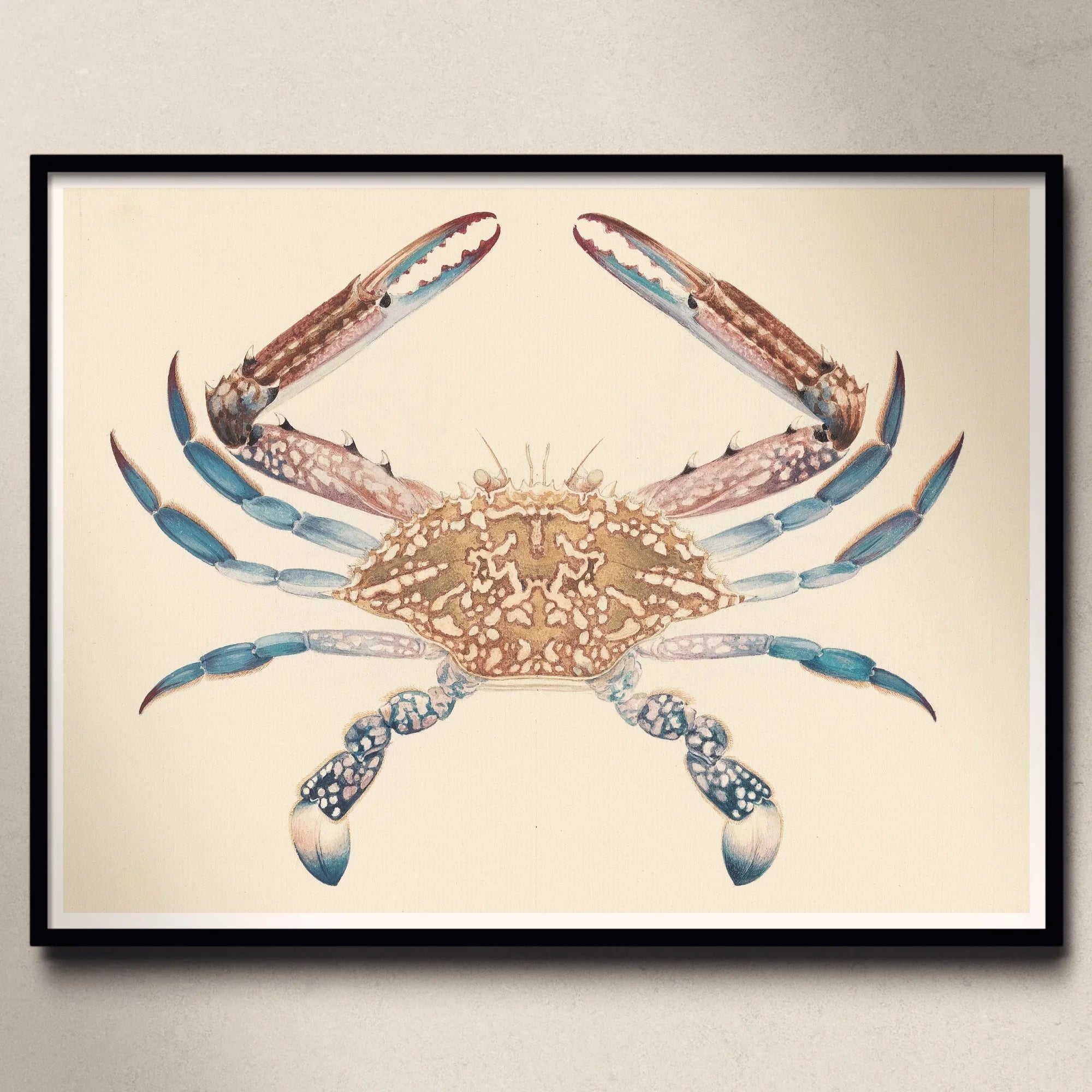 Blue Crab - Luigi Balugani Marine Life Art Print Posters Prints & Visual Artwork