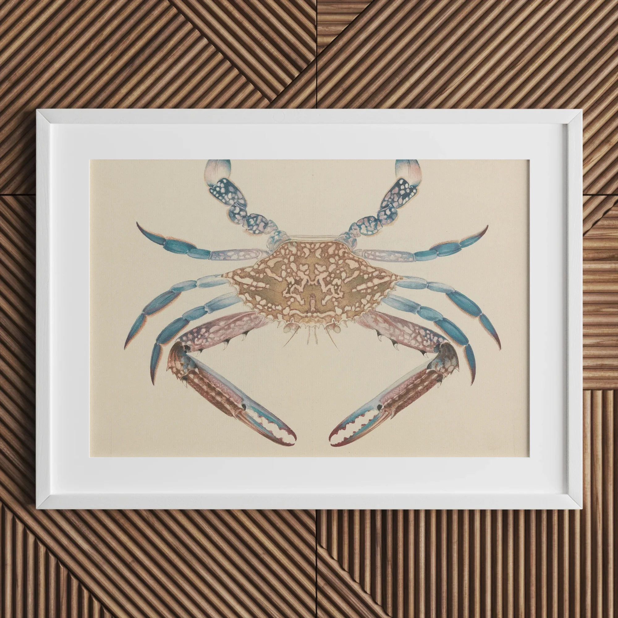 Blue Crab - Luigi Balugani Marine Life Art Print Posters Prints & Visual Artwork