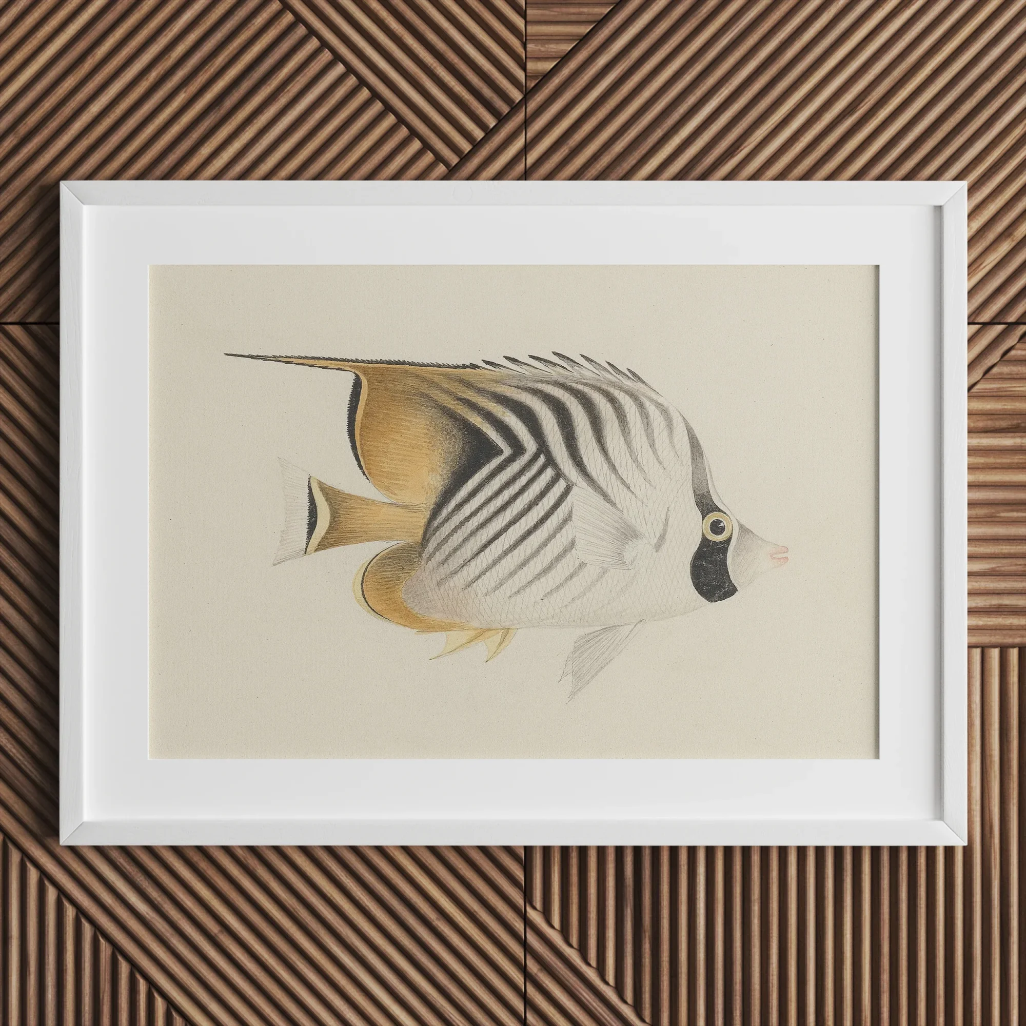 Butterflyfish - Luigi Balugani Ocean Life Art Print Posters Prints & Visual Artwork