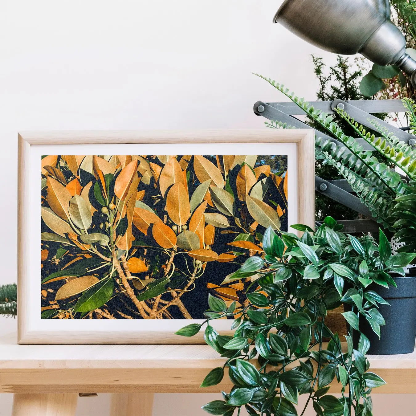 Moreton Bay Fig Leaf Art Print - Modern Botanicals Posters Prints & Visual Artwork