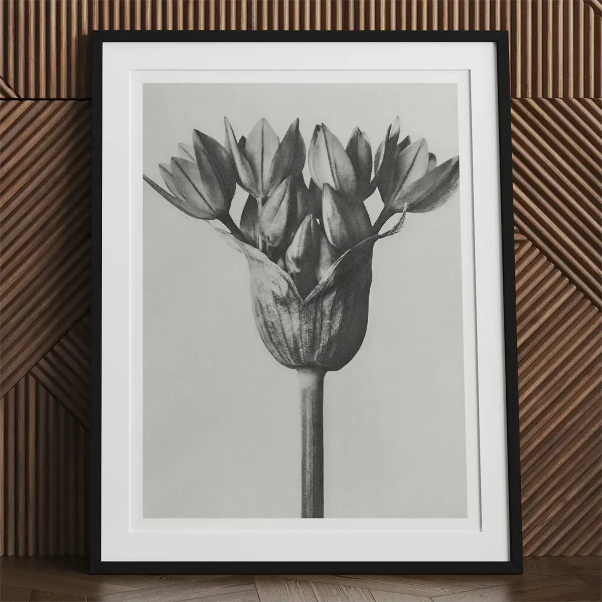 Framed black and white flower print showcasing Karl Blossfeldt’s botanical photography