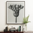 Allium Ostroroskianum (ornamental Onion) - Karl Blossfeldt Art Print Posters Prints & Visual Artwork